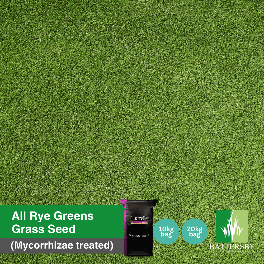 All Rye Greens Grass Seed