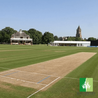 Cricket Square Renovation Grass Seed