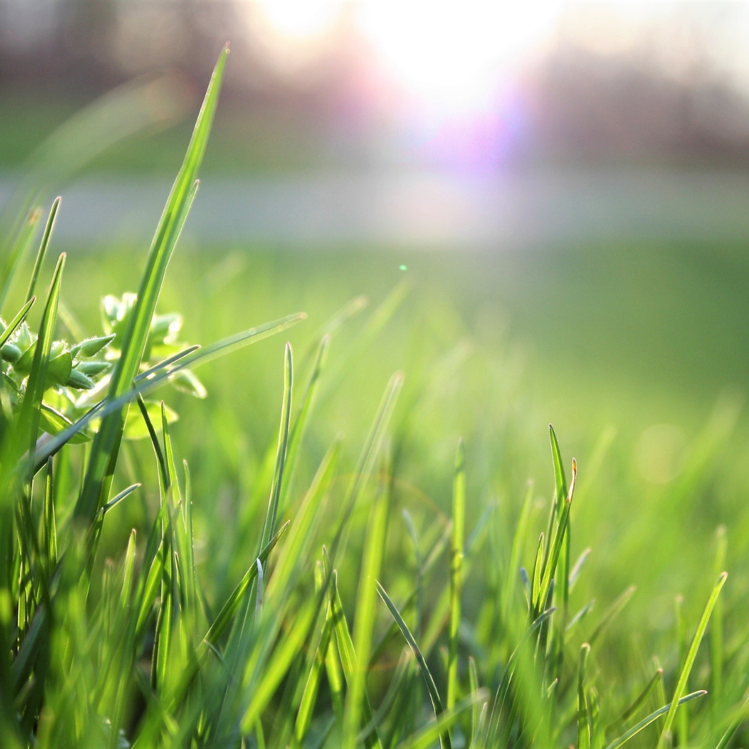 Grass Seed Range