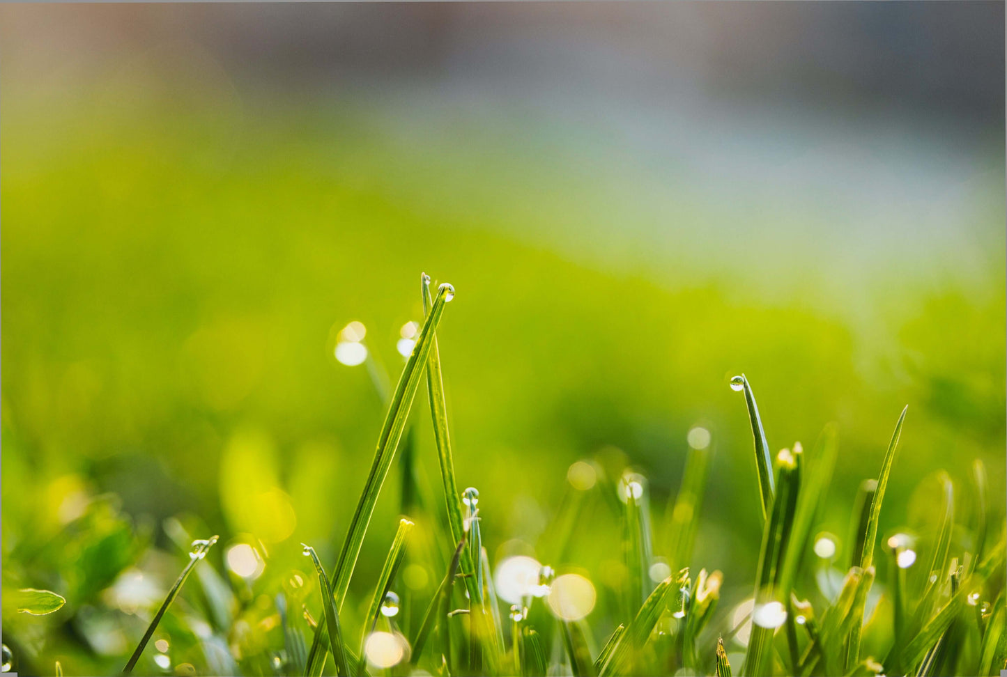premium grass seed range for sports fields and gardens